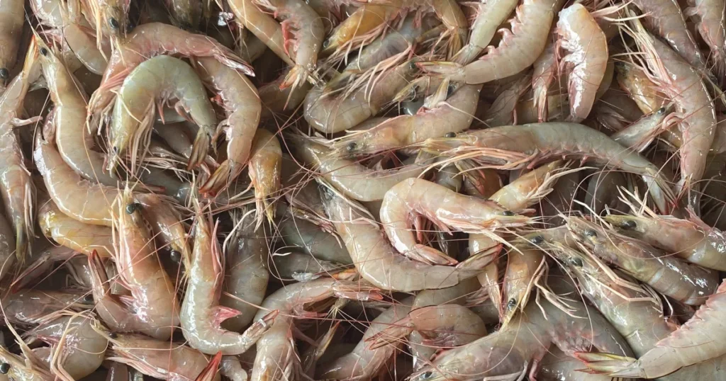 How to buy shrimp