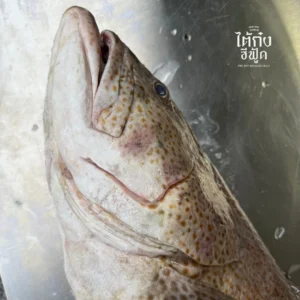 Orange spotted grouper whole