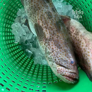 Orange spotted grouper whole small