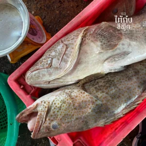 Orange spotted grouper whole 2 big