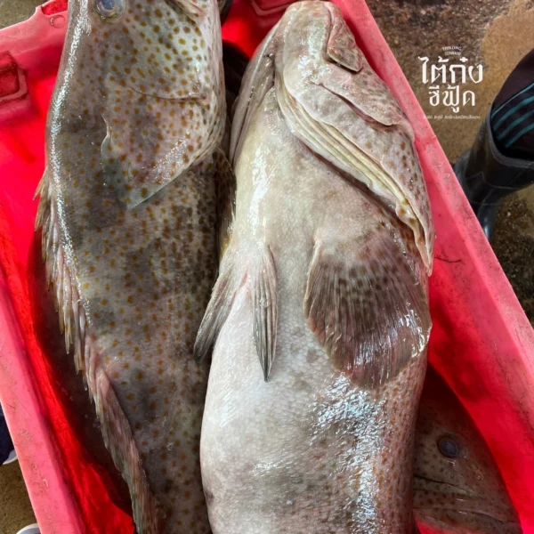 Orange spotted grouper fish market