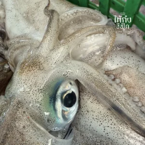 Soft cuttlefish