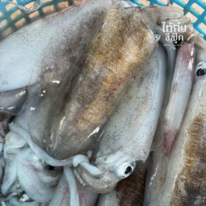 Soft cuttlefish