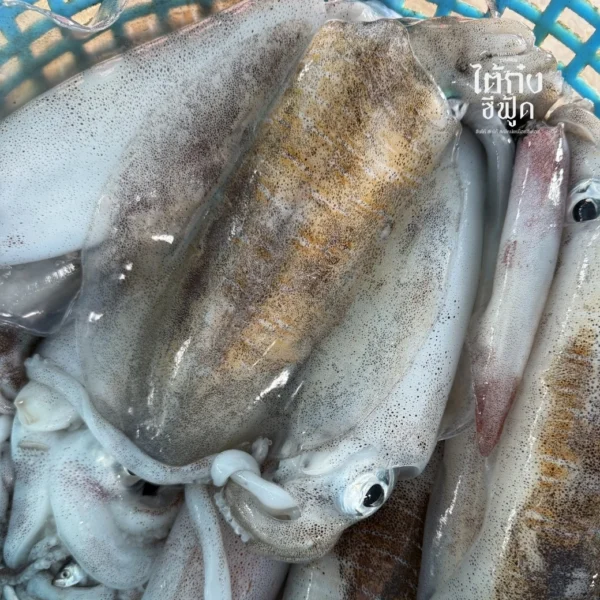 Soft cuttlefish