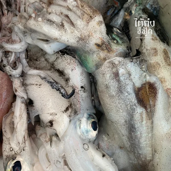 Soft cuttlefish