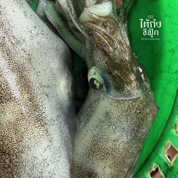 Soft cuttlefish