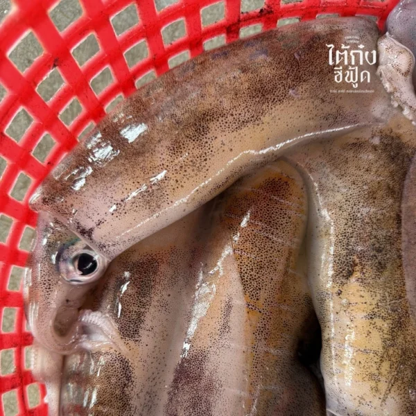 Soft cuttlefish