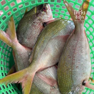 Yellowtail Fusilier