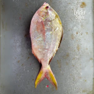 Yellowtail Fusilier big one