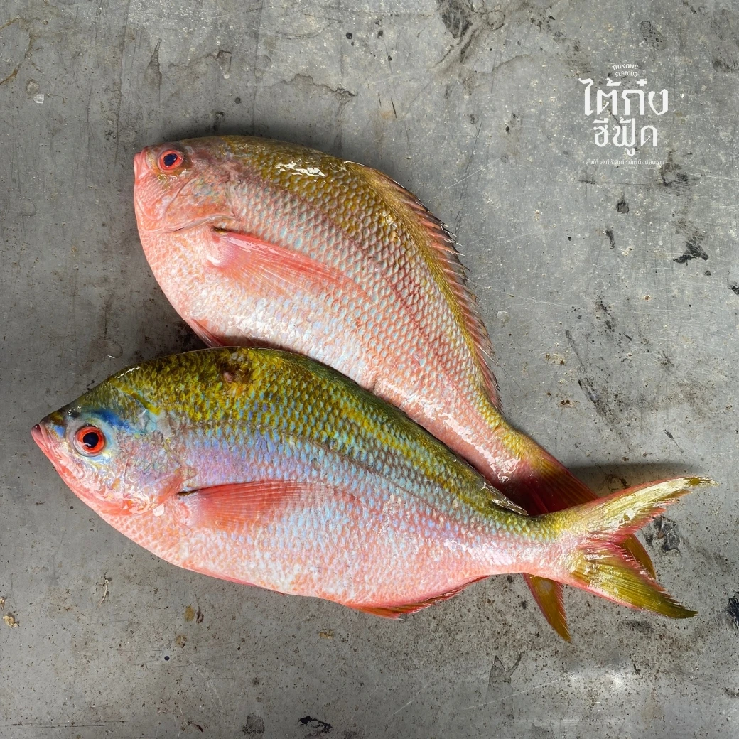 Yellowtail_Fusilier04_20250408 Yellowtail Fusilier fresh