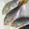 Yellowtail Fusilier