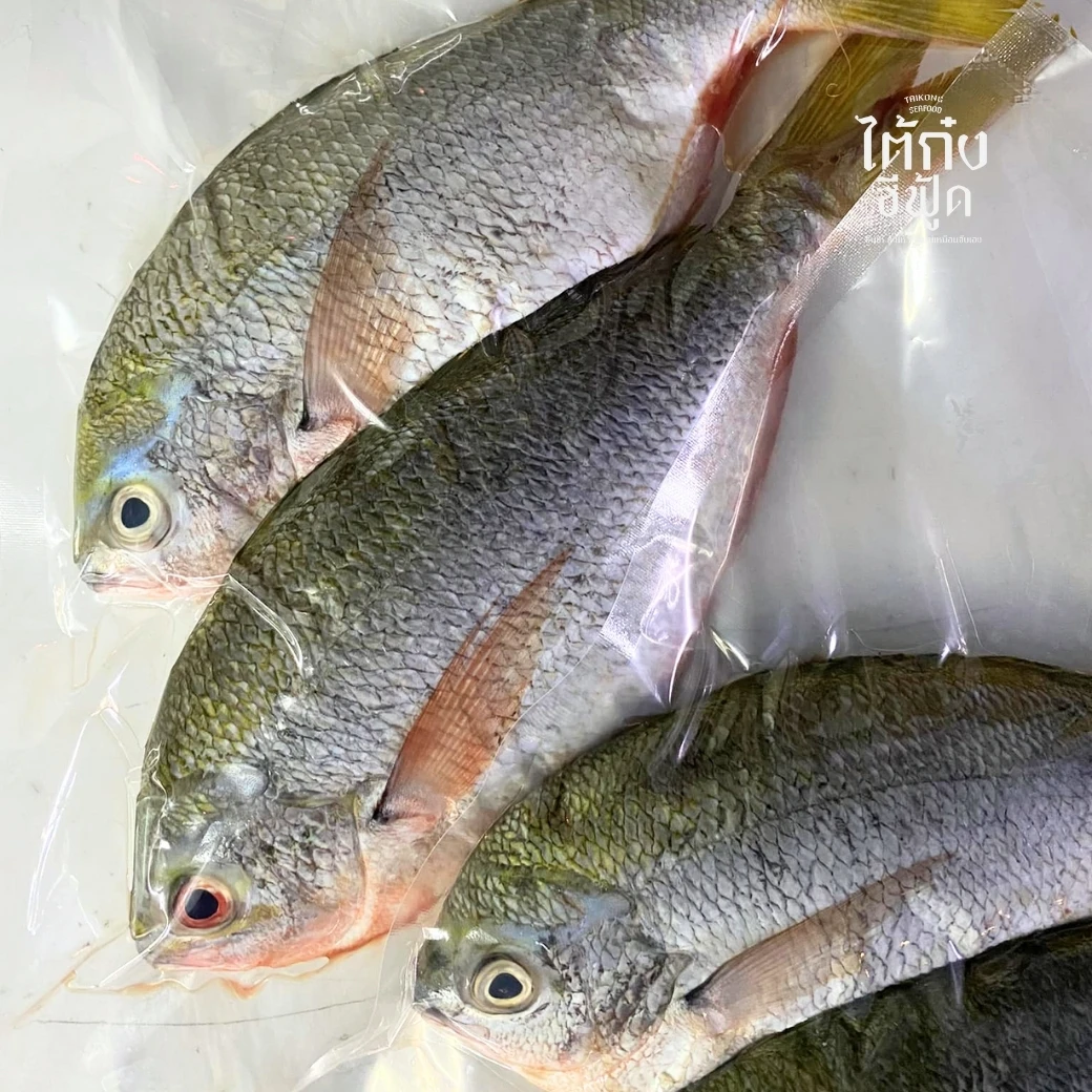 Yellowtail_Fusilier05_20250408 Yellowtail Fusilier