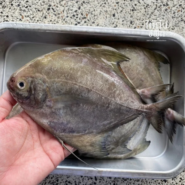 black pomfret