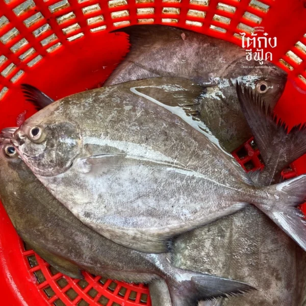 black pomfret