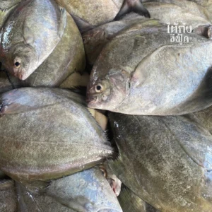 black pomfret