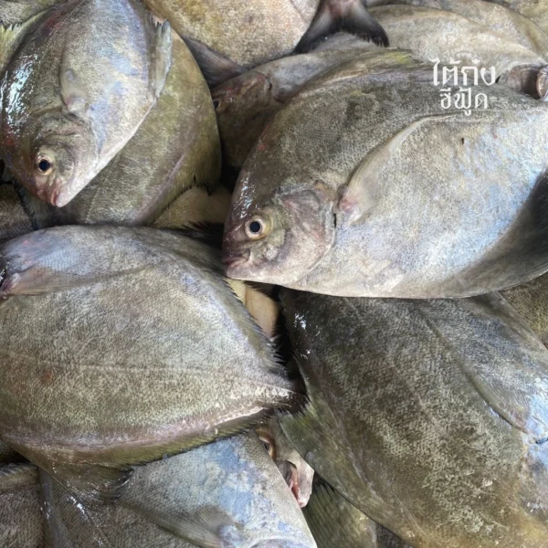 black pomfret