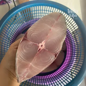spanish mackerel