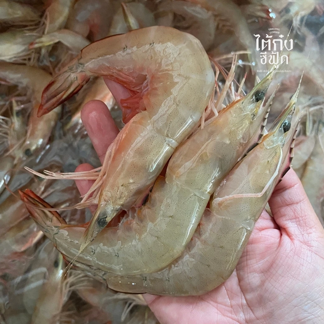 tiger_prawn02_20250408 banana shrip