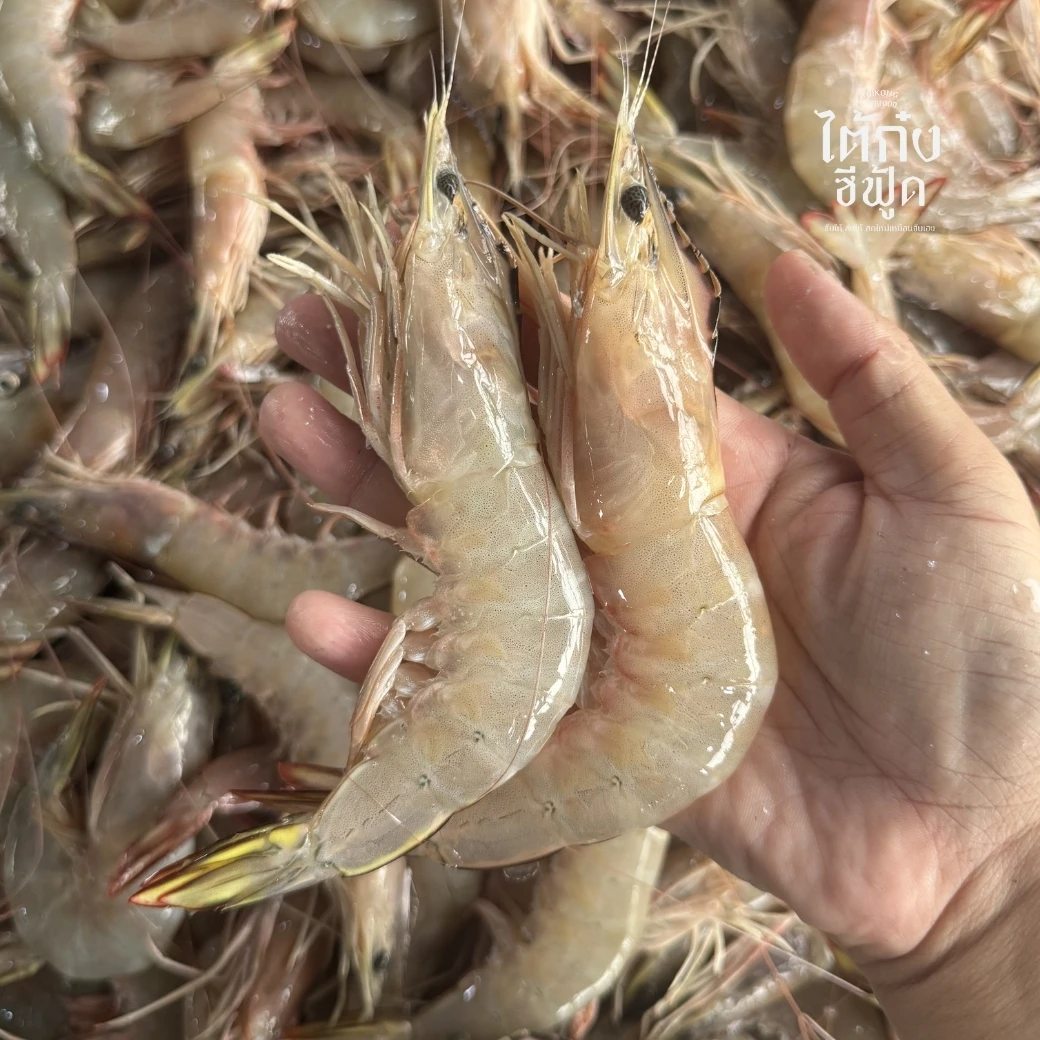 tiger_prawn04_20250408 fresh banana shrimp