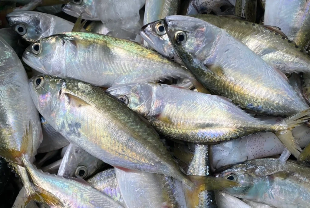 Short Mackerel