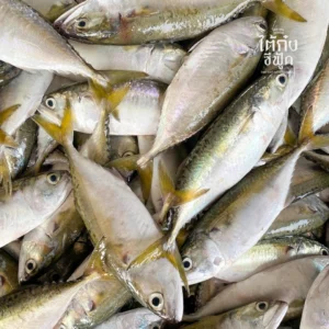 fresh short mackerel