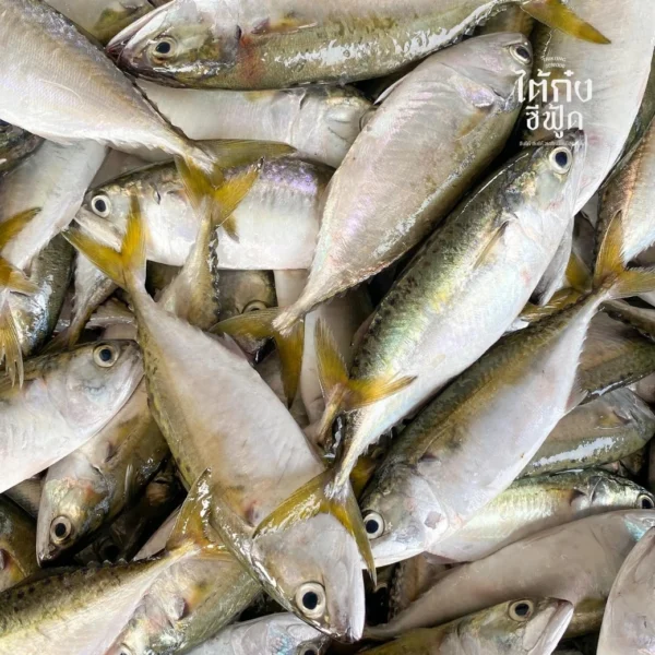 fresh short mackerel