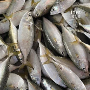 fresh short mackerel