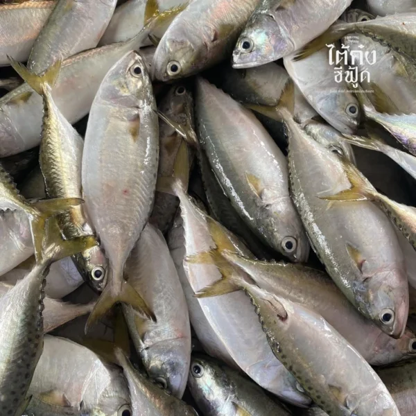 fresh short mackerel