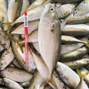 fresh short mackerel