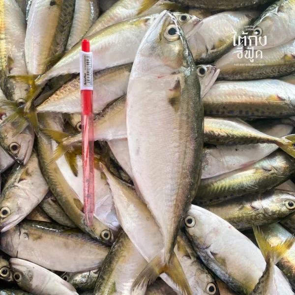 fresh short mackerel