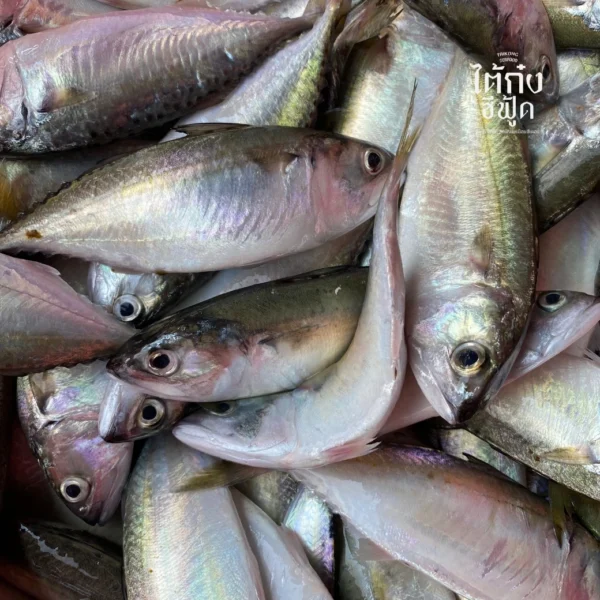 fresh short mackerel
