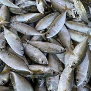 fresh short mackerel