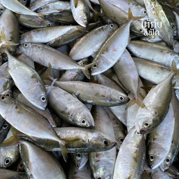 fresh short mackerel