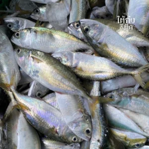 fresh short mackerel