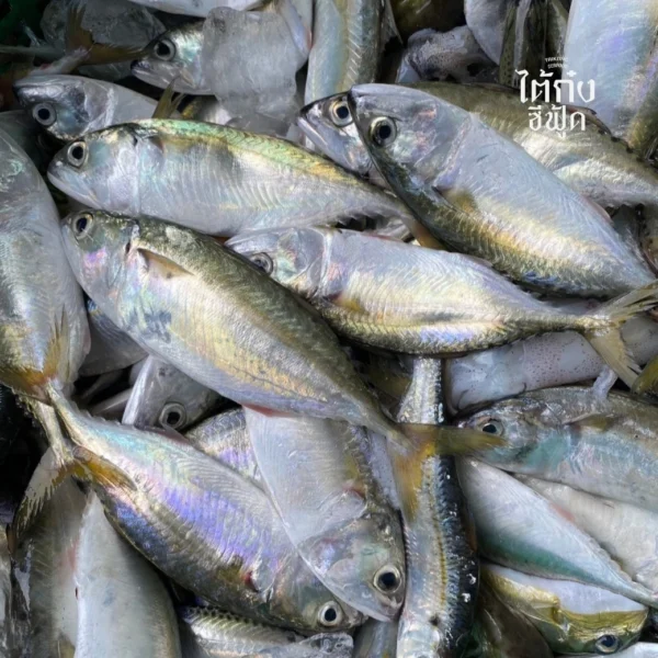 fresh short mackerel
