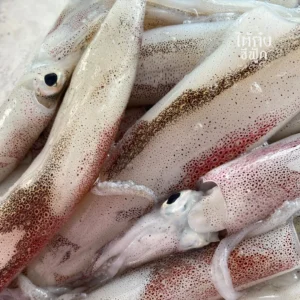 fresh squid