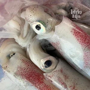fresh squid