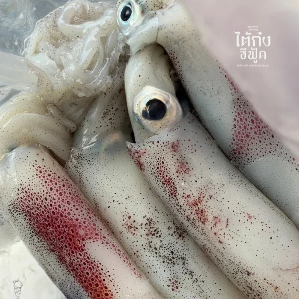 fresh squid
