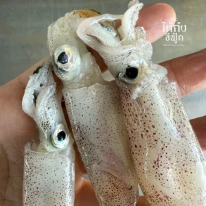fresh squid