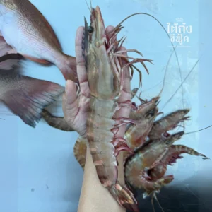 Fresh Tiger prawn