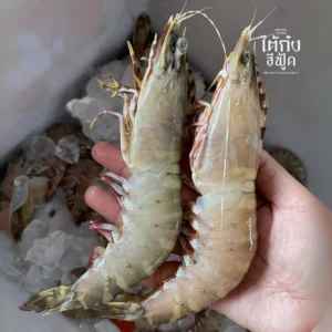 two Tiger prawn on hand