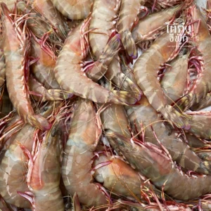 Fresh Tiger prawn