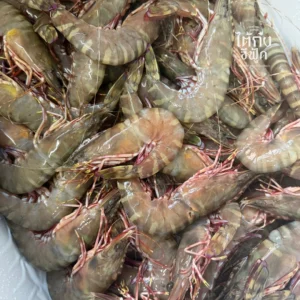 Fresh Tiger prawn
