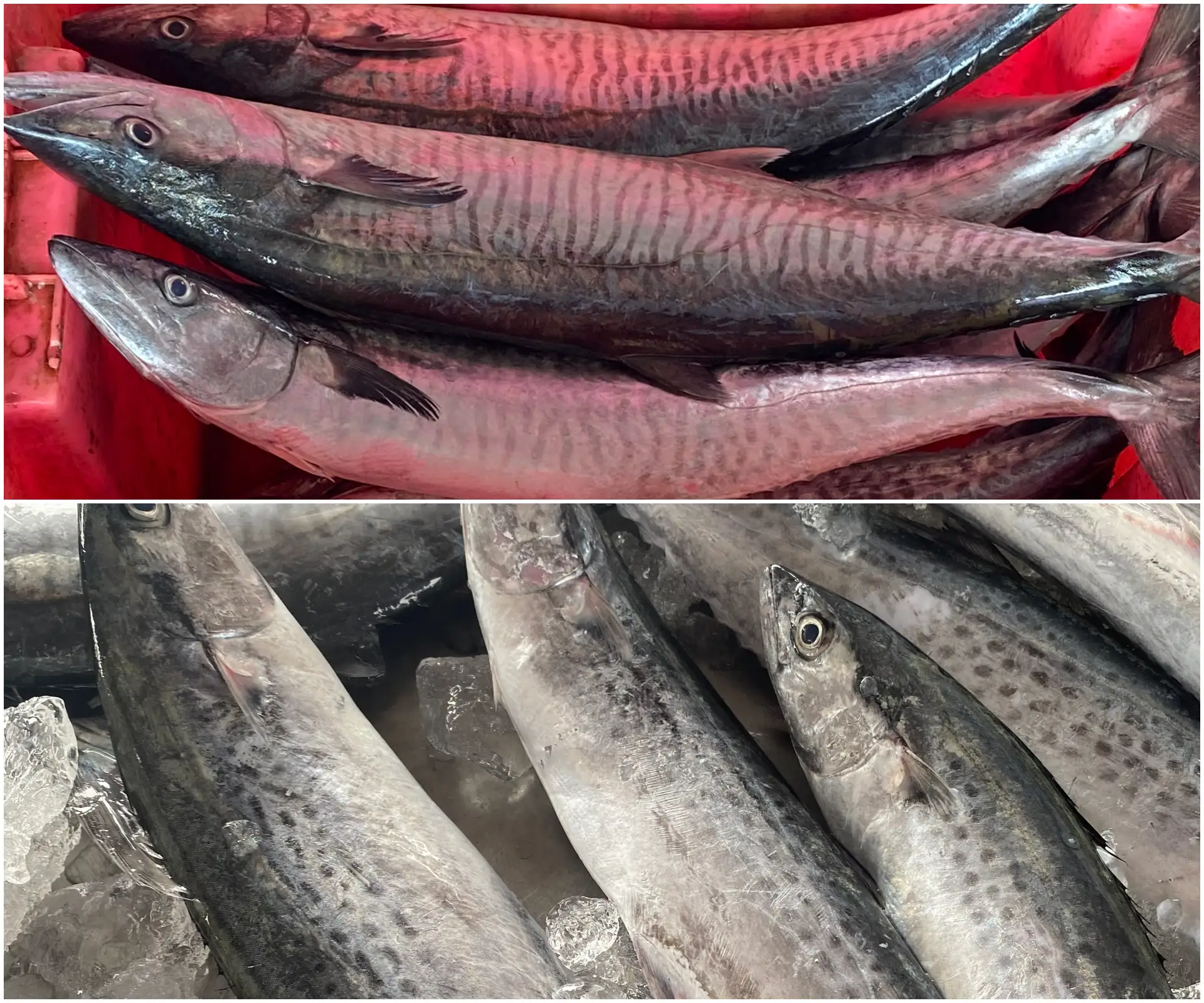the different of spanich mackerel