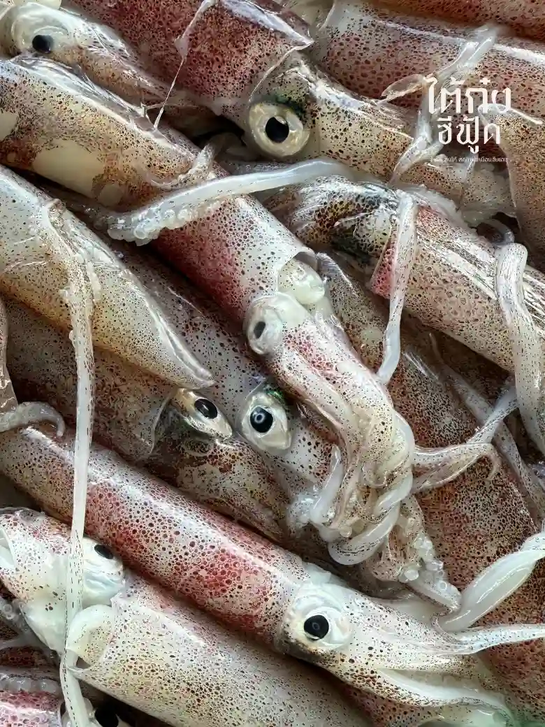 Fresh Squid