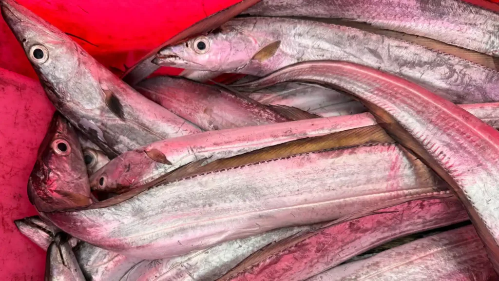 Ribbonfish in a basket