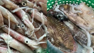 squid rainbow cuttlefish and soft cuttlefish