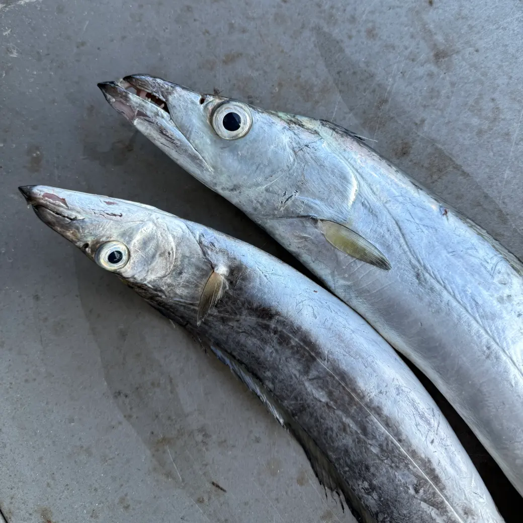 Two ribbonfish