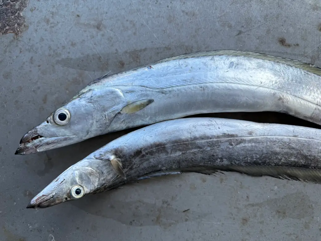 a whole ribbonfish