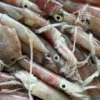 fresh squid small size